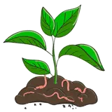 Bio Pesticides